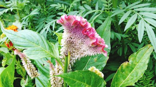 Close-up of butterfly on flower blooming outdoors