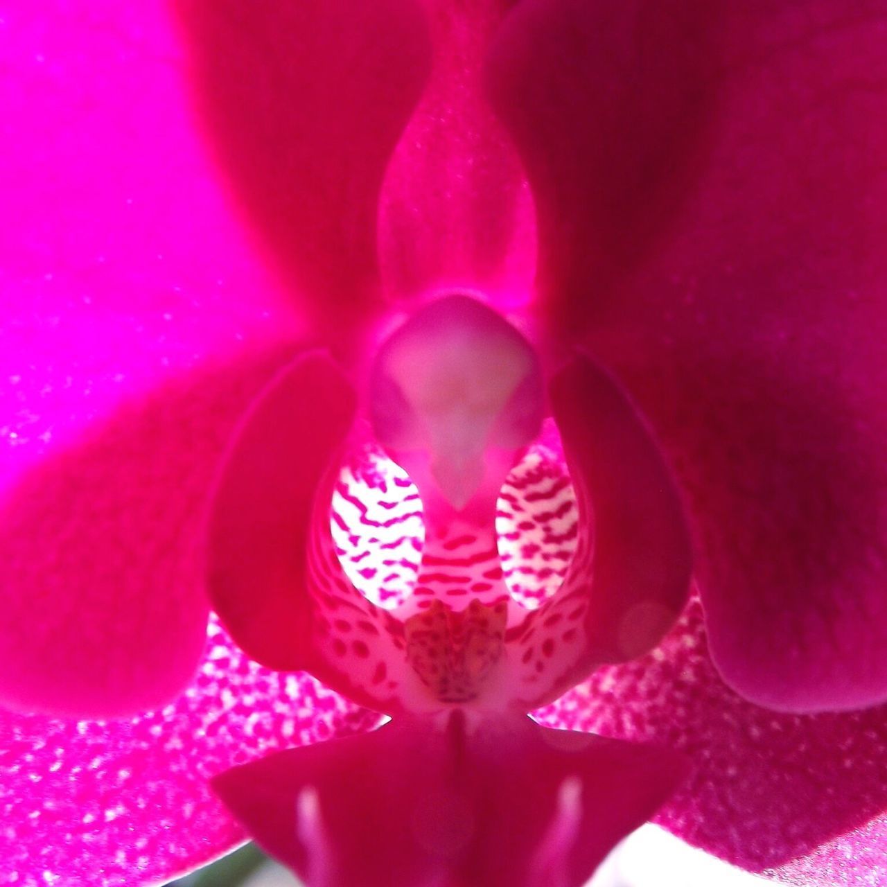 CLOSE-UP VIEW OF ILLUMINATED PINK PETALS