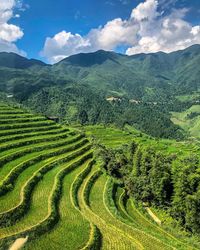 Scenic view of rice field against sky