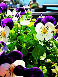 Close-up of purple flowers blooming