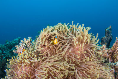 Close-up of coral in sea