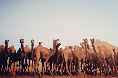 Camels in desert against clear sky