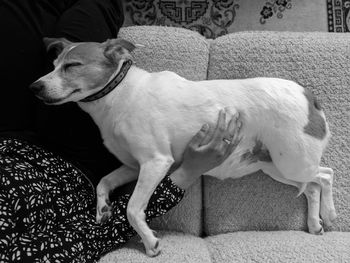 Close-up of dog on sofa at home