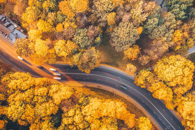 High angle view of yellow plants by road during autumn