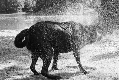 View of horse in water