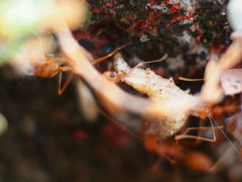 Close-up of insect