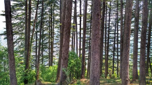 Pine trees in forest