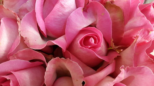 Full frame shot of pink roses