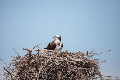 Low angle view of bird perching on nest