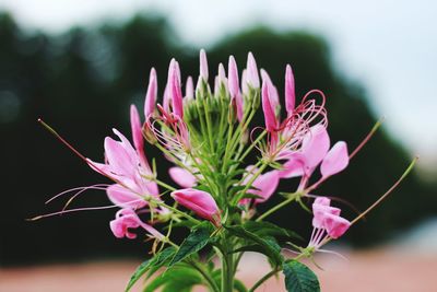 Close-up of pink flowering plant