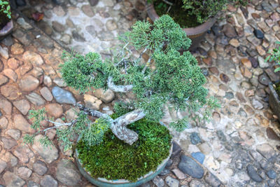 High angle view of potted plant