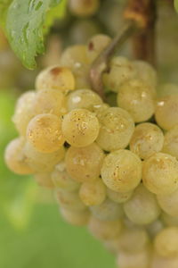 Close-up of fruits