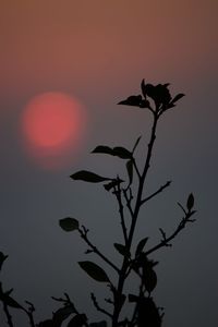 Silhouette tree against sky during sunset