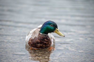 Close-up of mallard duck swimming in lake