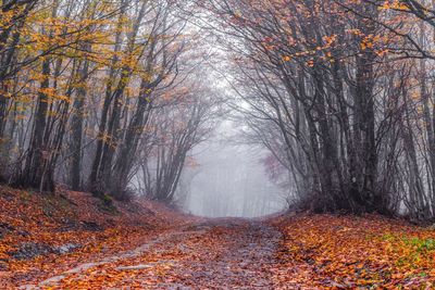 Road amidst trees in forest during autumn