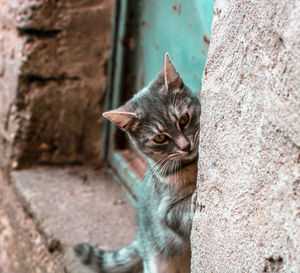 Close-up portrait of a cat