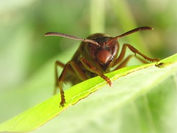 Close-up of insect on leaf