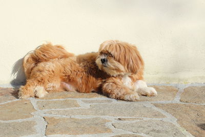 View of a dog relaxing against wall
