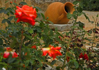 Close-up of red flowers