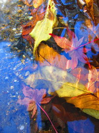 Close-up of maple leaves on branch