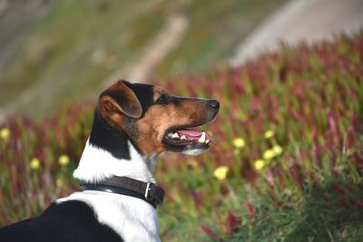 Dog looking away on field