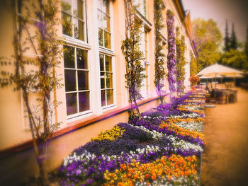 Purple flowering plants by building