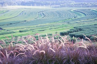 Scenic view of agricultural field