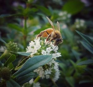 Close-up of bee perching on flower