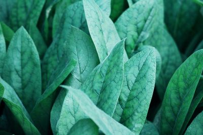 Full frame shot of plants