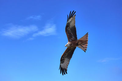 Low angle view of eagle flying against blue sky