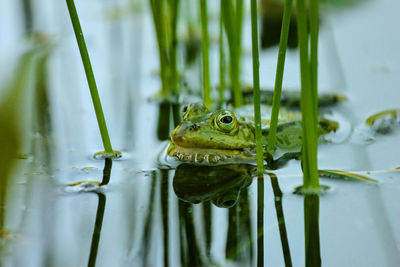 Close-up of mink frog in lake