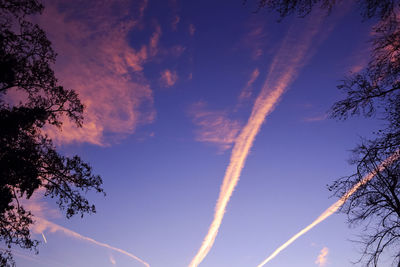 Low angle view of trees against sky