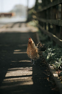 Close-up of a bird