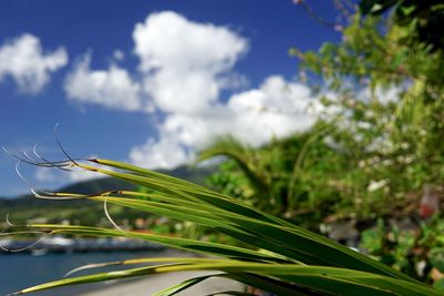 Close-up of fresh green plant against sky
