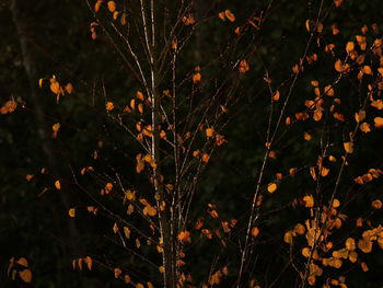 Full frame shot of plants on field