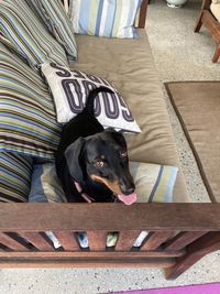 High angle view of dog resting on floor