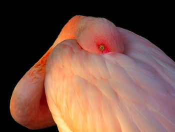 Close-up of flamingo preening against black background