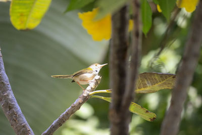 Close-up of bird perching on branch