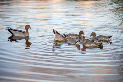 Ducks swimming in lake