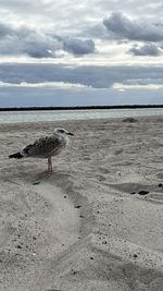 shore