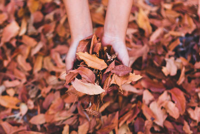 Cropped hands of woman holding autumn leaves