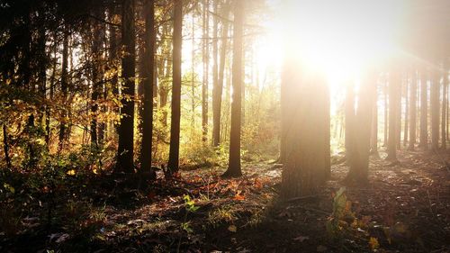 Sunlight streaming through trees in forest