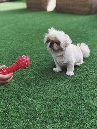 White dog with hand on grass