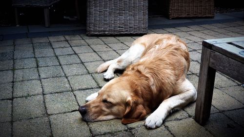 Dog sleeping on footpath