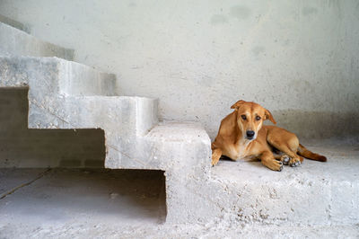 Homeless dog sitting in the construction site