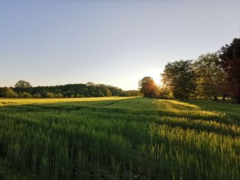 Scenic view of agricultural field against clear sky