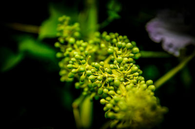 Close-up of plant