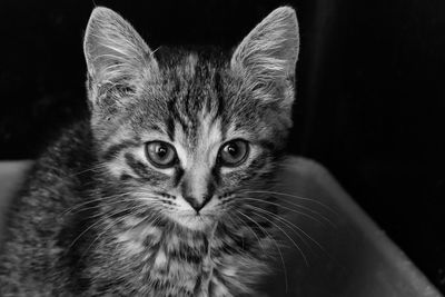 Close-up portrait of a cat