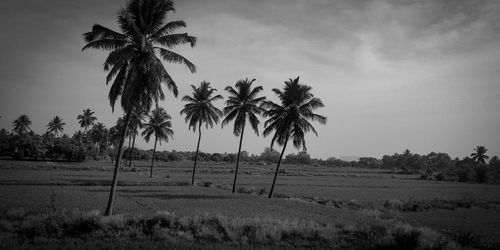 Palm trees on field against sky