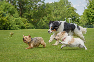 Archie, billy and bertie chasing the after the same ball, pure carnage